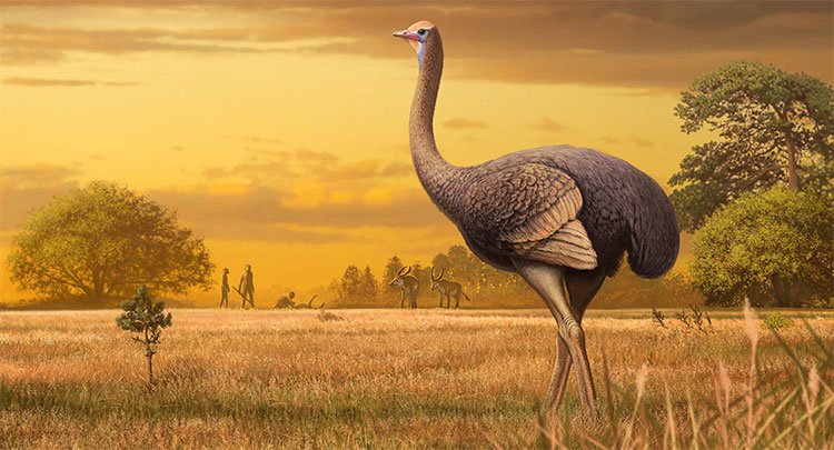 Loài chim thời tiền sử nặng nửa tấn và cao 3,5m