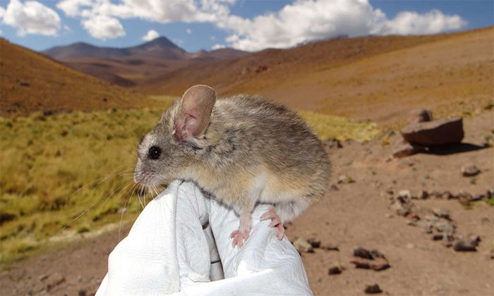 Loài chuột sống trên đỉnh núi lửa cao gần 7000m