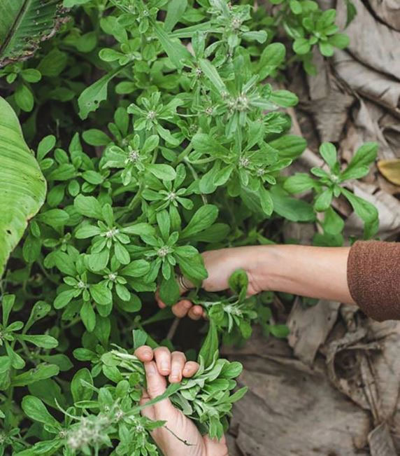 Loại cỏ mọc hoang chỉ mùa xuân mới có, xưa cho gà vịt ăn nay nửa triệu/kg vẫn tranh nhau mua