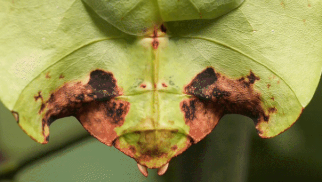 Loài côn trùng có khả năng sao chép 99,99% hình dáng lẫn chuyển động của chiếc lá