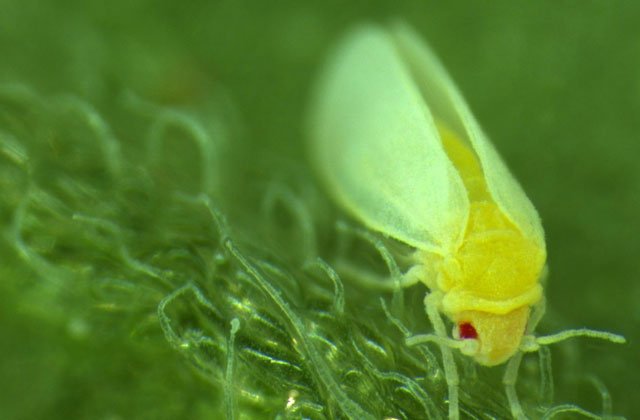 Loài côn trùng kỳ lạ có khả năng ăn cắp DNA từ thực vật