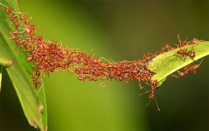 Loài côn trùng nào thông minh nhất?