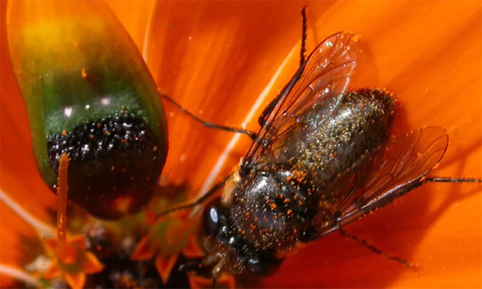 Loài cúc duy nhất tạo ruồi cái giả 3D thu hút con đực