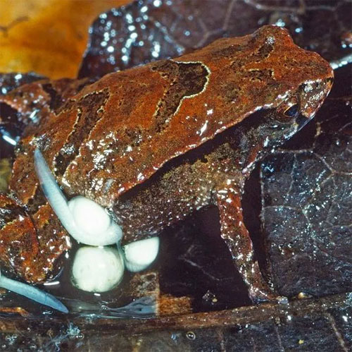 Loài ếch cực dị: Vừa phát hiện đã sắp tuyệt chủng