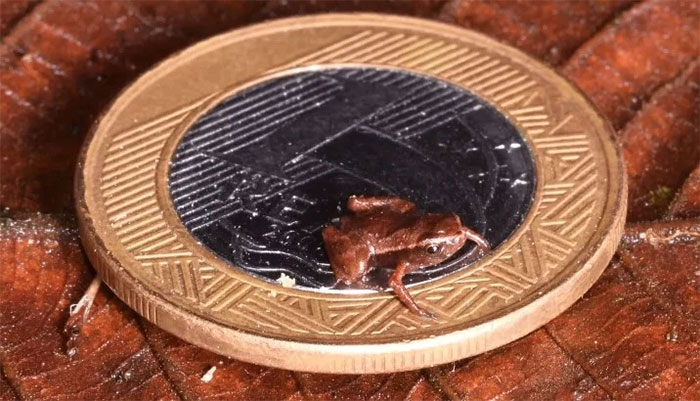 Loài ếch nhỏ hơn móng tay người có thể là động vật có xương sống nhỏ nhất thế giới