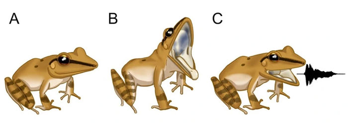 Loài ếch nhỏ xíu phát tiếng kêu siêu âm vượt khả năng nghe của con người