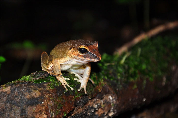 Loài ếch nhỏ xíu phát tiếng kêu siêu âm vượt khả năng nghe của con người