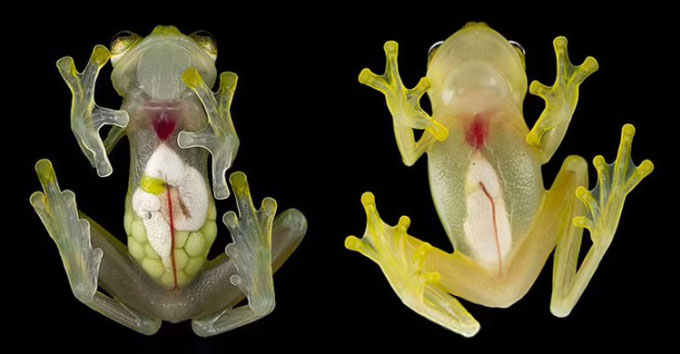 Loài ếch thuỷ tinh trong suốt nhìn rõ toàn bộ bên trong cơ thể