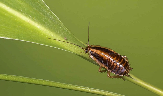 Loài gián đang hình thành những đột biến giúp chúng kháng lại thuốc xịt côn trùng