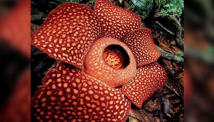 Loài hoa lớn nhất thế giới sắp biến mất mãi mãi