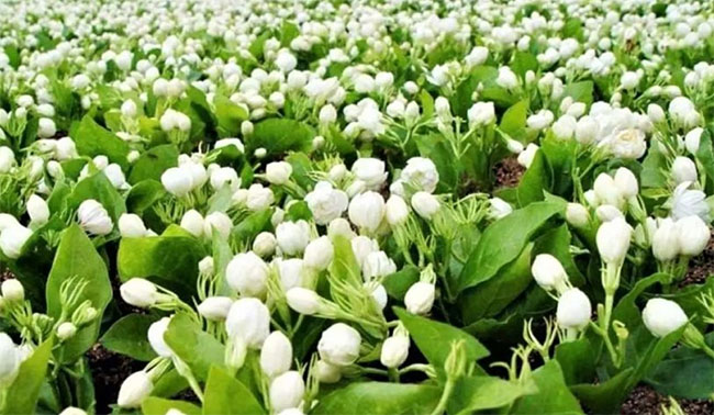 Loài hoa phổ biến ở Việt Nam, sang nước ngoài là ngọc trắng, tinh chất có giá 100 triệu đồng/lít