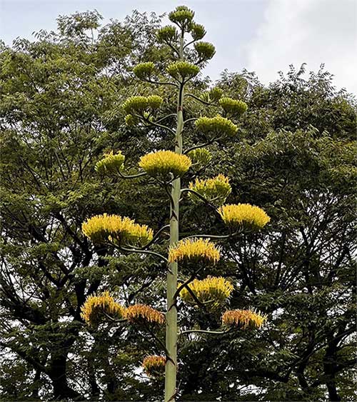 Loài hoa trăm năm mới nở một lần ở Tokyo