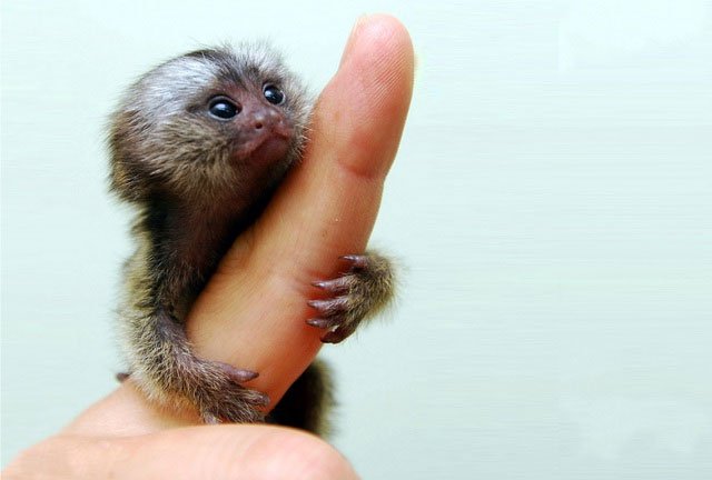 Loài khỉ siêu tý hon có kích thước bằng ngón tay cái, nặng 15 gram