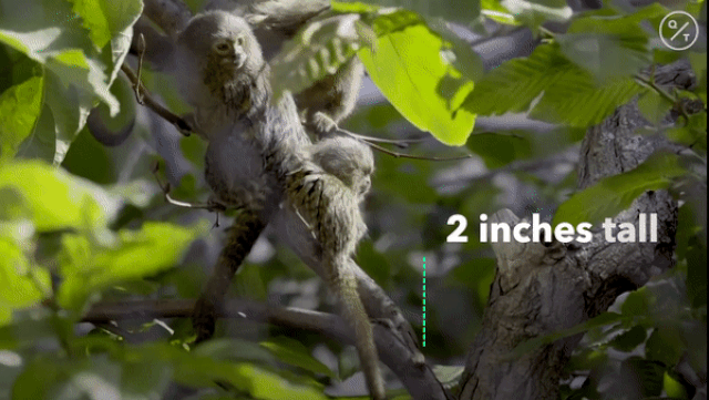 Loài khỉ siêu tý hon có kích thước bằng ngón tay cái, nặng 15 gram