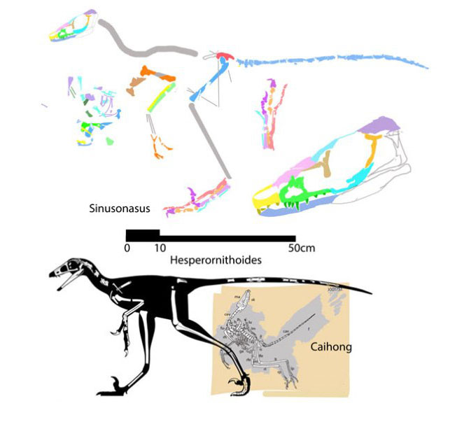 Loài khủng long có lông lâu đời nhất được tìm thấy ở Bắc Mỹ, sống cách đây 150 triệu năm