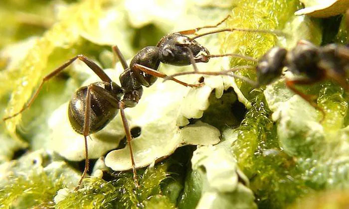 Loài kiến có thể đánh hơi mùi ung thư ở người