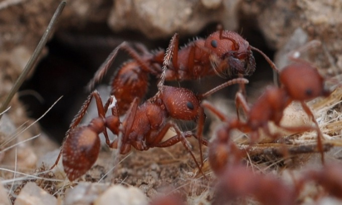 Loài kiến giúp các nhà khoa học phát hiện hàng nghìn hóa thạch