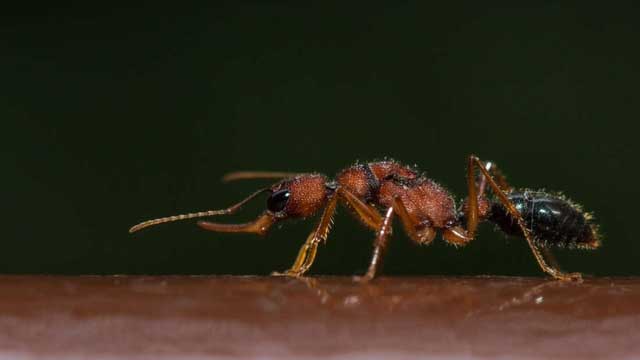 Loài kiến kì lạ thu nhỏ bộ não để làm kiến chúa