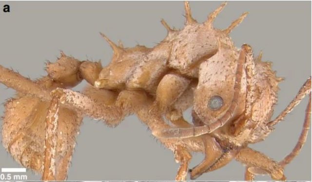 Loài kiến kỳ lạ có lớp áo giáp sinh học chưa từng thấy ở côn trùng