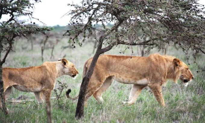 Loài kiến xâm hại khiến sư tử ăn ít ngựa vằn hơn
