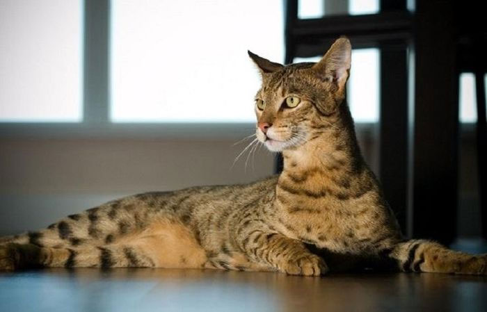 Loài mèo được tạo ra trong phòng thí nghiệm, giá lên đến hàng tỷ đồng/con