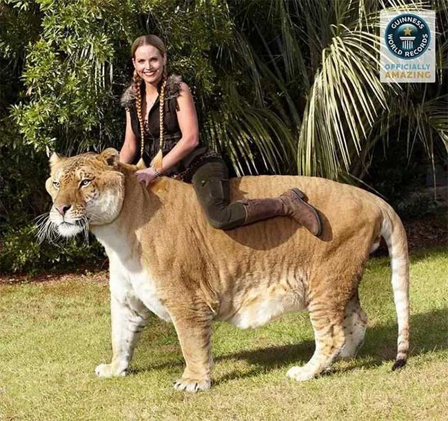 Loài mèo lớn nhất thế giới, có kích thước tương đương với một con hổ răng kiếm