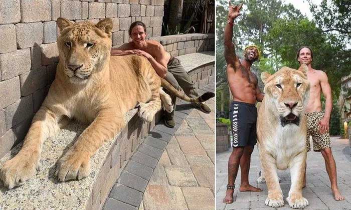 Loài mèo lớn nhất thế giới, có kích thước tương đương với một con hổ răng kiếm