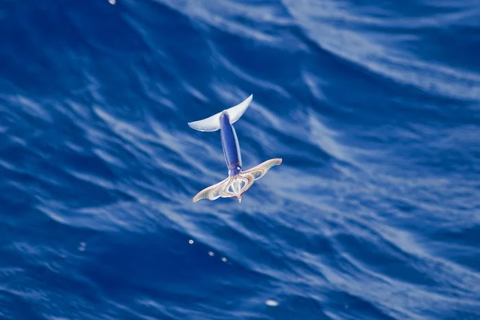 Loài mực không chỉ bơi dưới biển mà còn có thể bay trên không trung