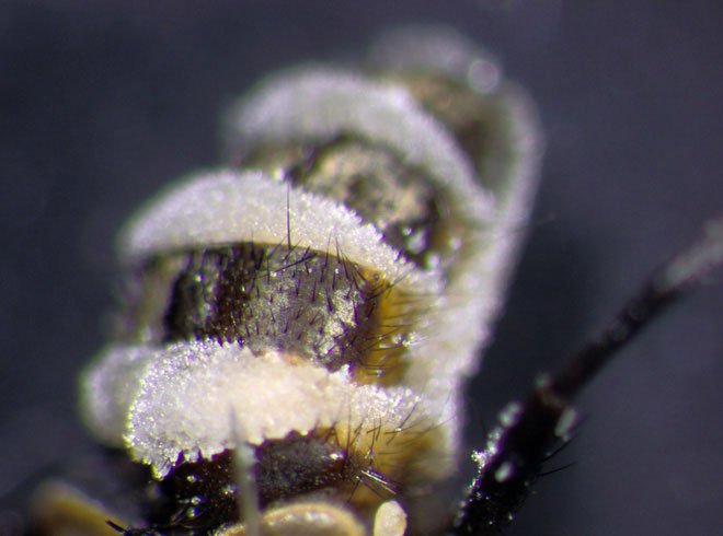Loài nấm biến ruồi thành nô lệ, đặt xác ruồi ở chỗ thông thoáng để bắn bào tử lên những kẻ lại gần