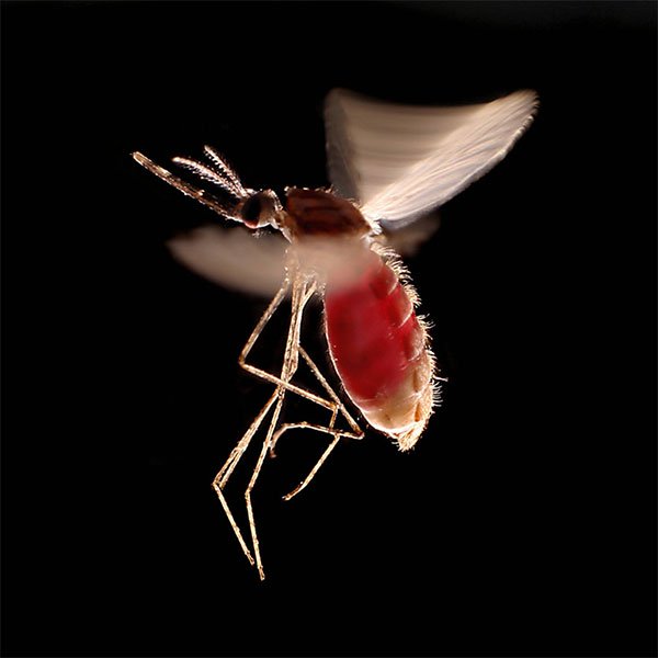 Loài nấm tiêu diệt 99% muỗi trong 45 ngày