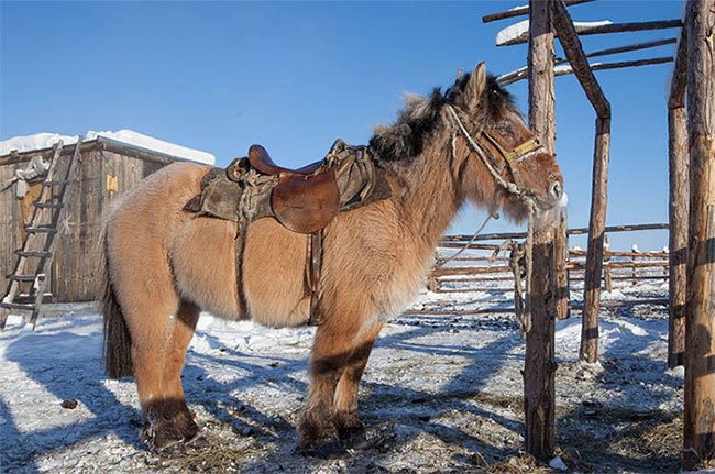 Loài ngựa huyền thoại sống ở nơi nhiệt độ tới âm 70 độ C
