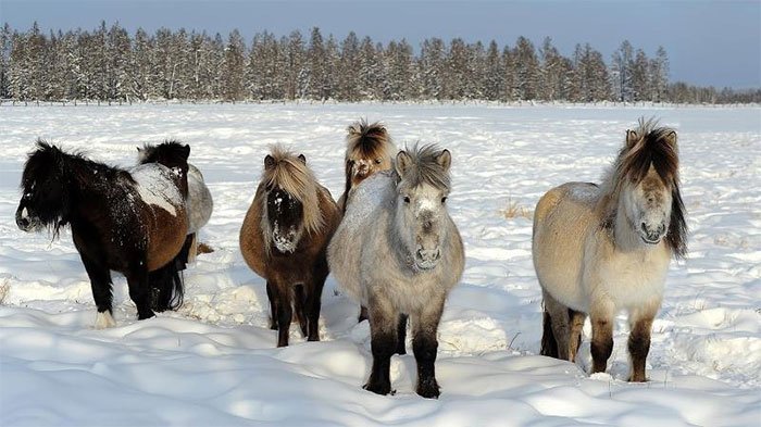 Loài ngựa huyền thoại sống ở nơi nhiệt độ tới âm 70 độ C