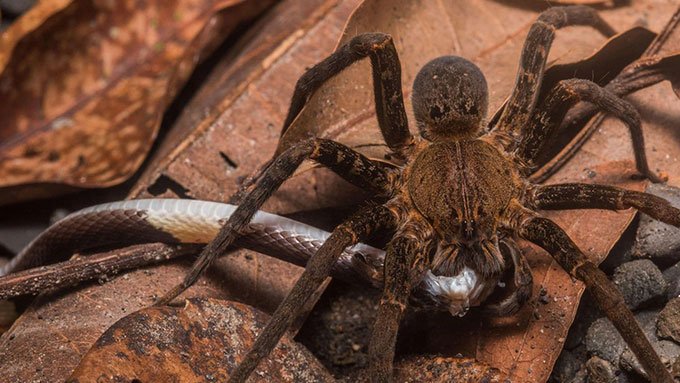 Loài nhện ăn thịt rắn phân bố khắp các lục địa