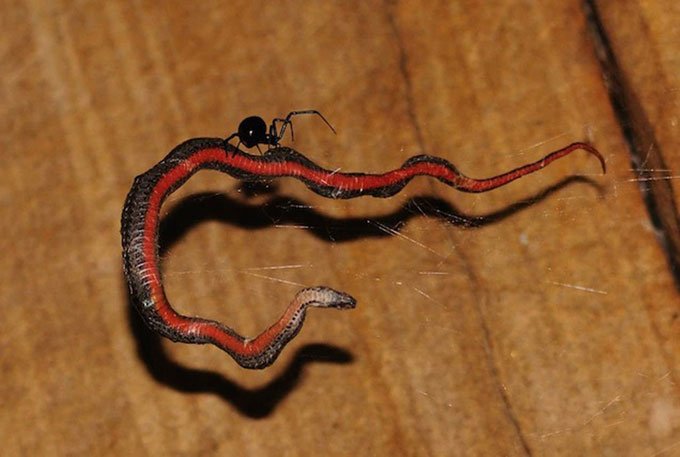 Loài nhện ăn thịt rắn phân bố khắp các lục địa