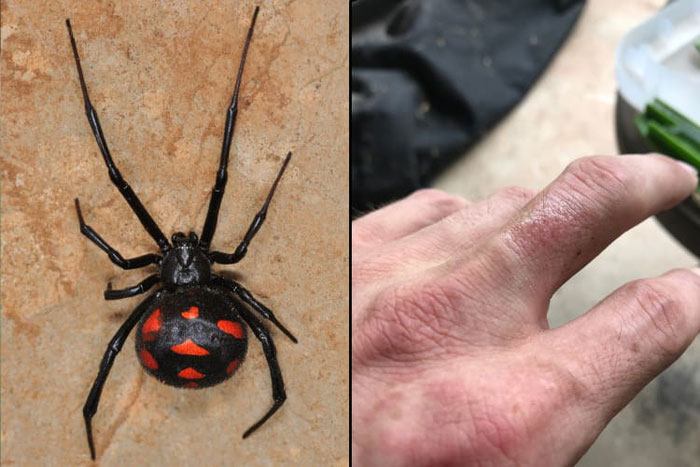 Loài nhện có nọc độc gấp 15 lần rắn đuôi chuông nguy hiểm như thế nào?