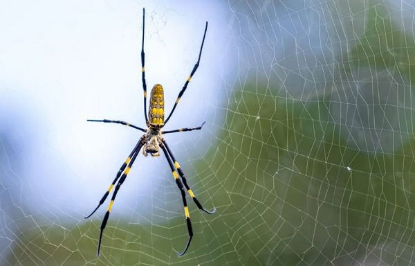 Loài nhện đặc biệt chịu đựng được môi trường đô thị