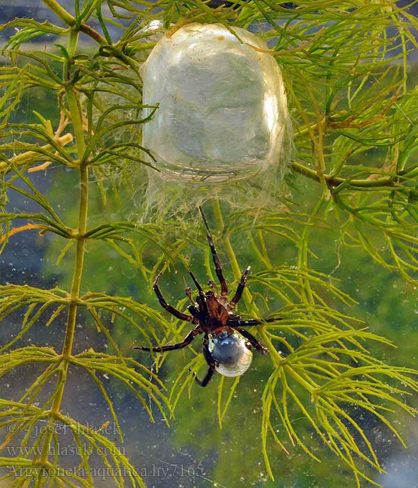 Loài nhện độc lạ nhất Trái đất: Không ở trên cây mà thích lặn xuống nước, chăng tơ bắt cá ăn
