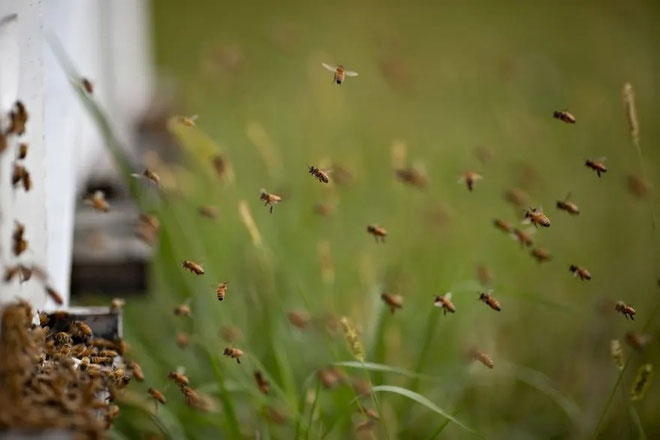 Loài ong cũng có tri giác như con người