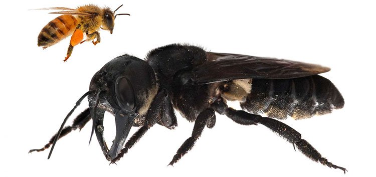 Loài ong lớn nhất thế giới lộ diện sau gần 40 năm