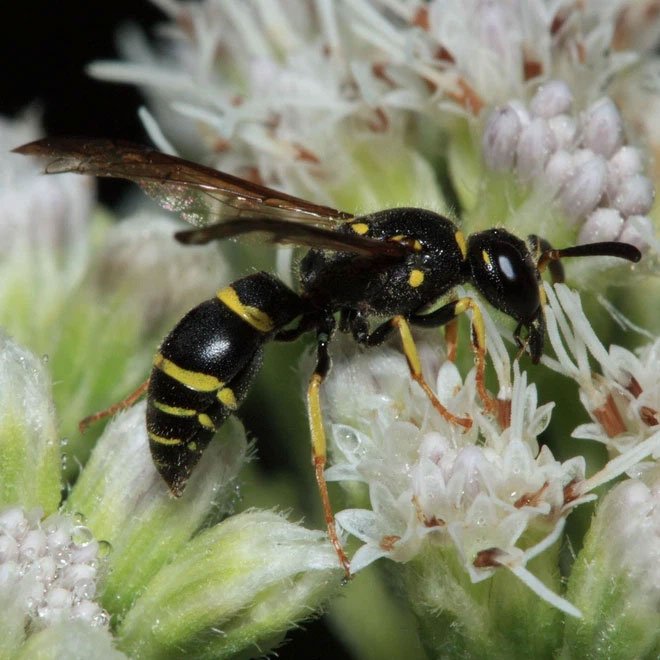 Loài ong lưu manh, học ngôn ngữ của loài ong khác rồi trà trộn vào tổ để thực hiện âm mưu thâm hiểm