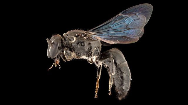 Loài ong quý hiếm của Úc tưởng tuyệt chủng gần 1 thế kỷ bất ngờ tái xuất