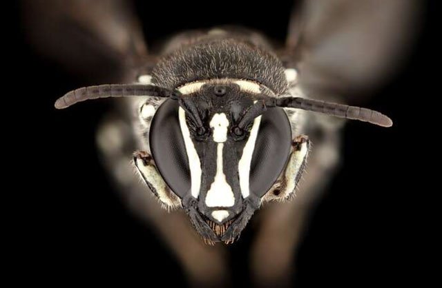 Loài ong quý hiếm của Úc tưởng tuyệt chủng gần 1 thế kỷ bất ngờ tái xuất