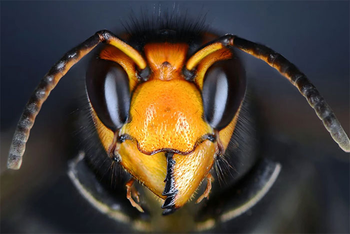 Loài ong sát thủ châu Á gây khiếp sợ ở nước Anh