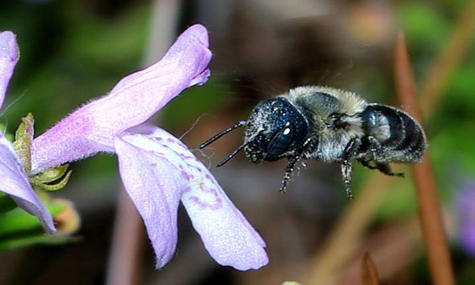 Loài ong xanh tưởng đã tuyệt chủng tái xuất sau 4 năm