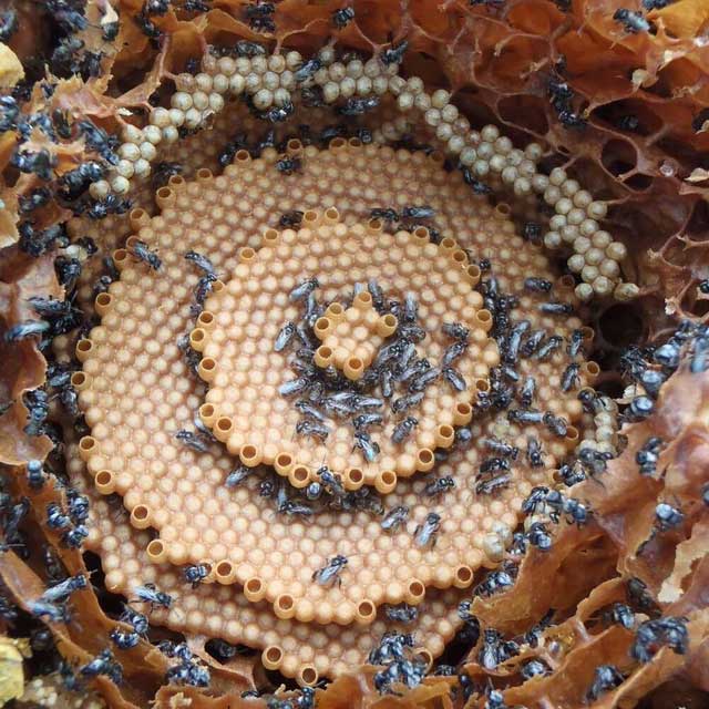 Loài ong xây tổ theo cấu trúc tinh thể?