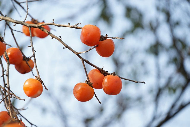 Loại quả mùa thu được mệnh danh là “trái cây của các vị thần” nhờ 10 lợi ích sức khỏe tuyệt vời