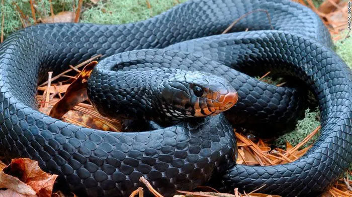Loài rắn có chiều dài khủng nhất Bắc Mỹ quay trở lại sau hàng thập kỷ