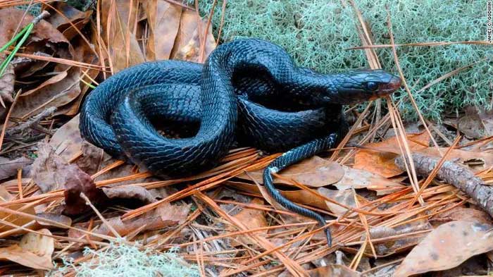 Loài rắn có chiều dài khủng nhất Bắc Mỹ quay trở lại sau hàng thập kỷ