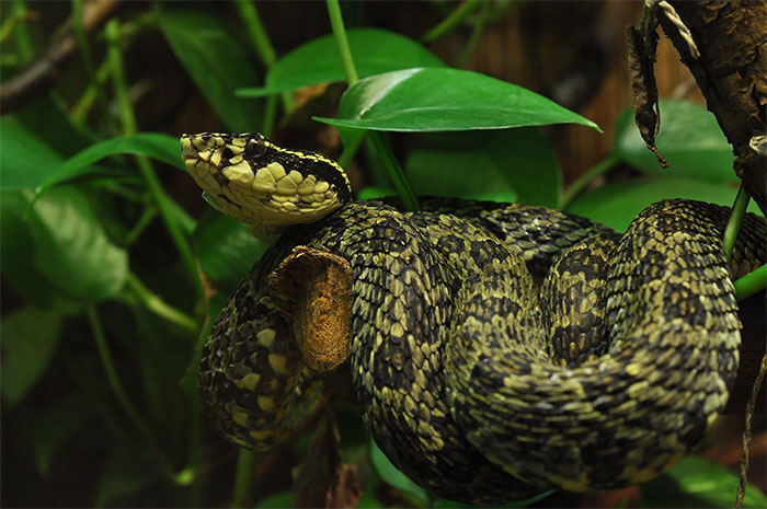 Loài rắn có hoa văn sặc sỡ và đẹp mắt nhưng mang nọc độc chết người