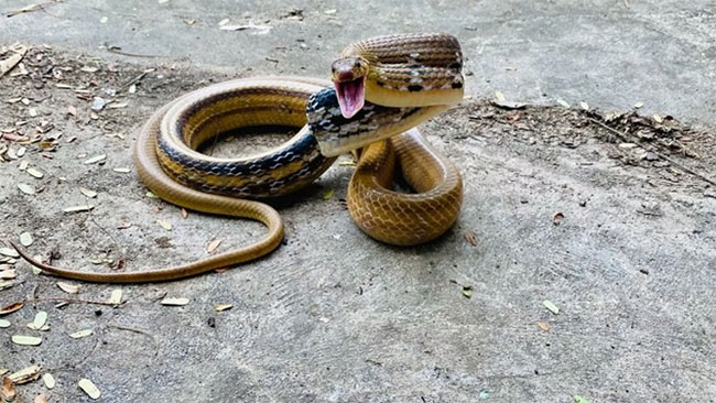 Loài rắn cực kỳ hung dữ, nhưng có ích cho nhà nông